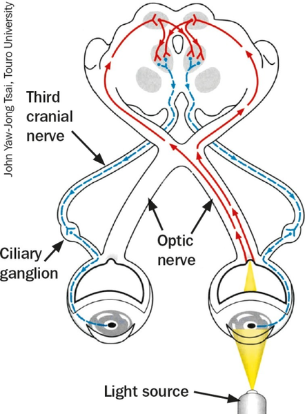 File:Pupil reflex pathway.png