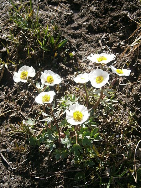 File:Ranunculus glacialis 002.JPG