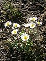 Ranunculus glacialis