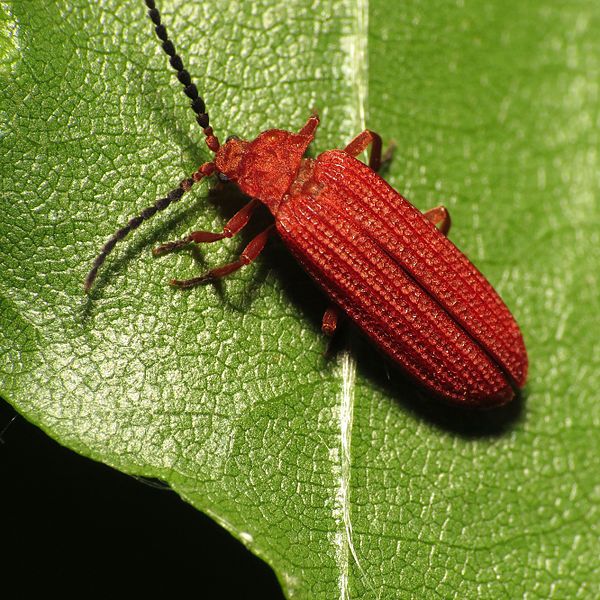 File:Red Netwing (14293573456).jpg