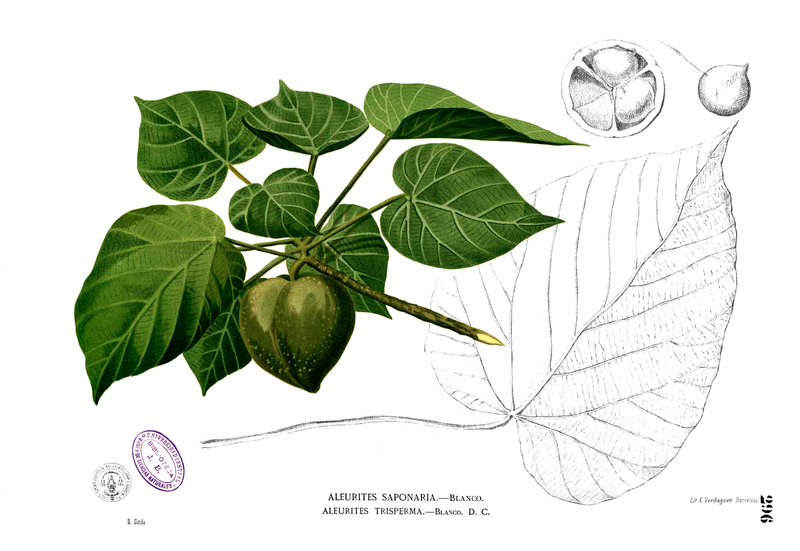 File:Reutealis trisperma Blanco2.296.png