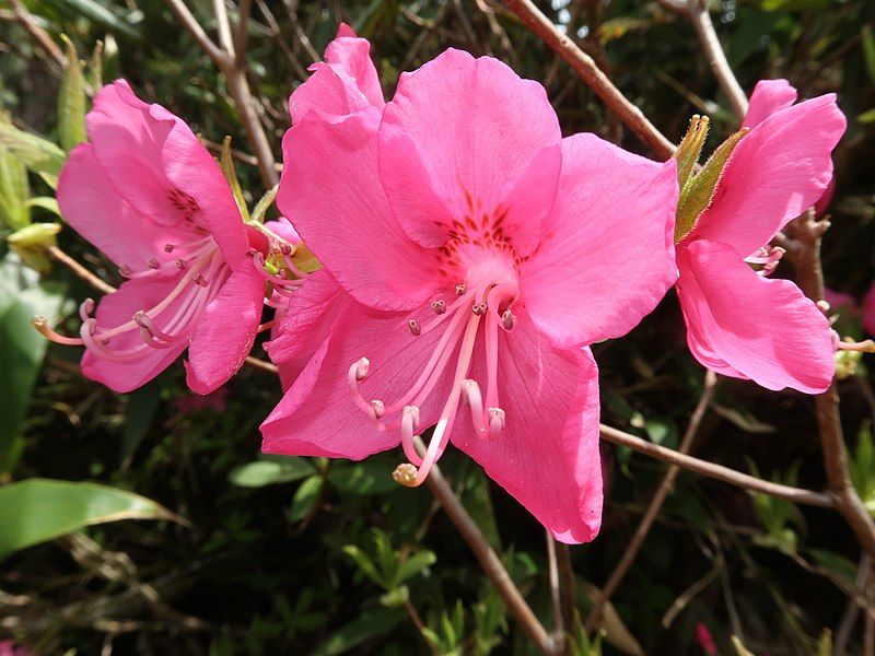 File:Rhododendron albrechtii 5.JPG