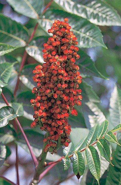 File:Rhus glabra.jpg