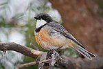 Rufous Whistler