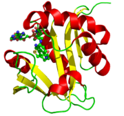 3D structure of serotonin N-acetyltransferase