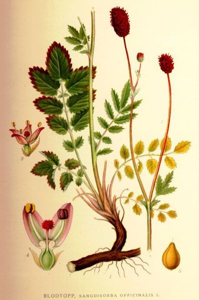 File:Sanguisorba officinalis.jpg