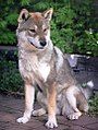 Shikoku Inu