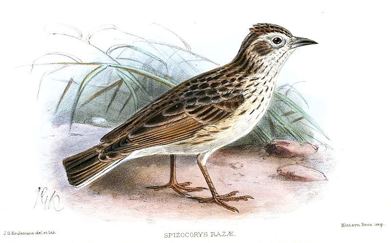 File:SpizocorysRazaeKeulemans.jpg