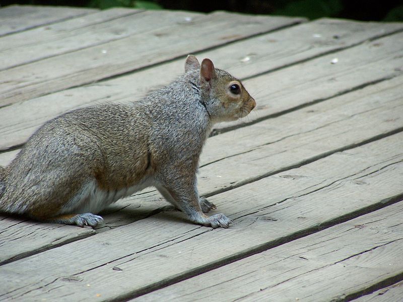 File:Squirrely the squirrel2.jpg