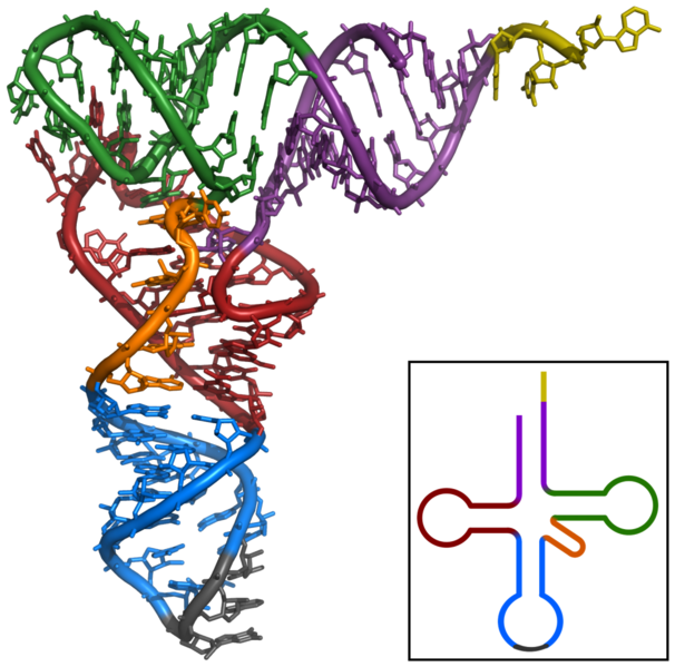 File:TRNA-Phe yeast 1ehz.png