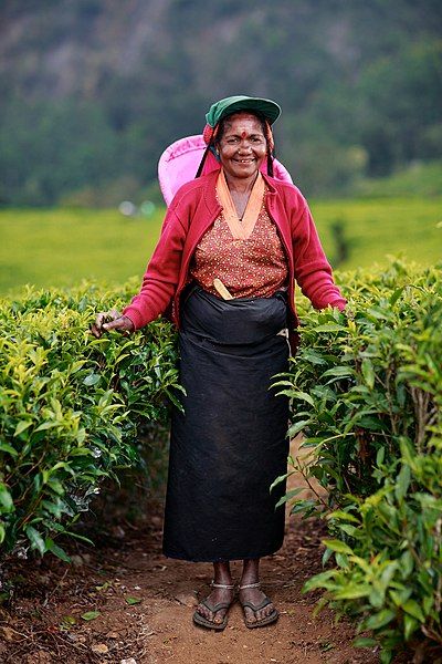 File:Tea plantation Sri.jpg