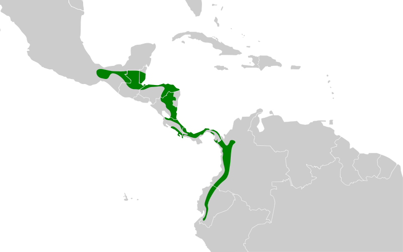 File:Thamnistes anabatinus map.svg