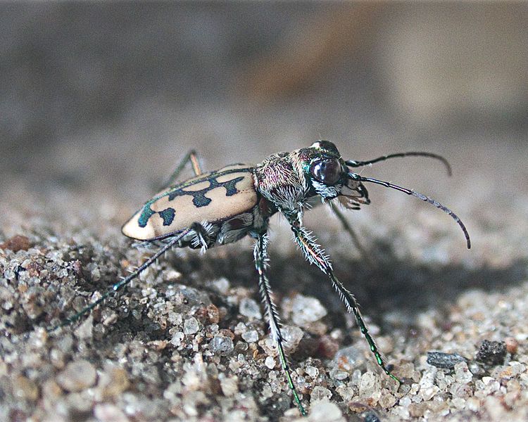 File:Tiger Beetle.jpg