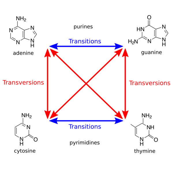 File:Transitions-transversions.png