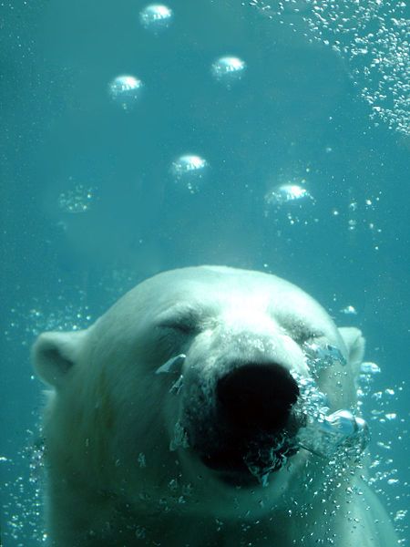 File:Ursus maritimus dive.jpg