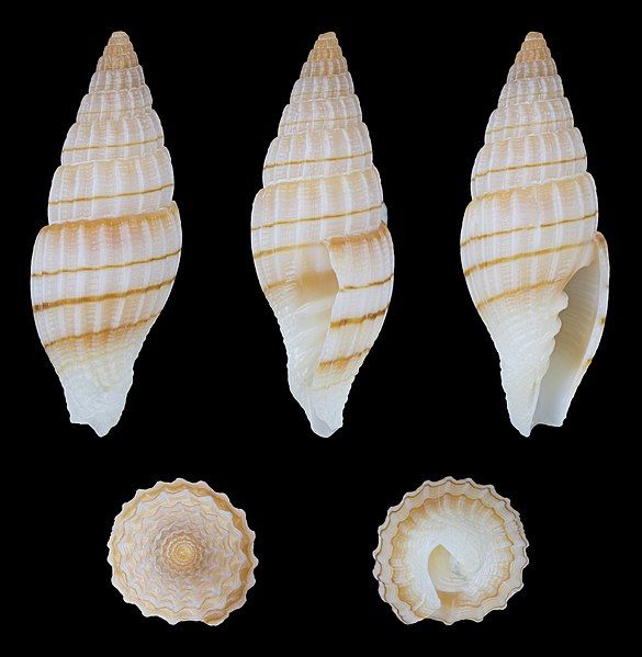 File:Vexillum buriasense 01.jpg