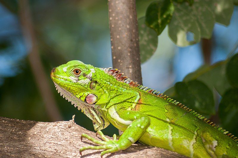 File:Young Iguana iguana.jpg