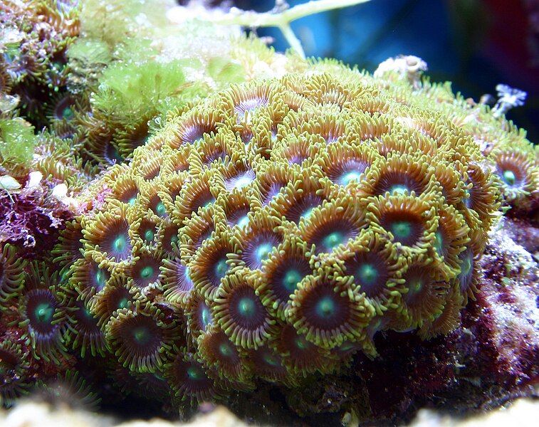 File:Zoanthid.jpg