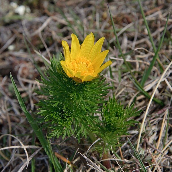 File:Adonis vernalis Lozere.jpg