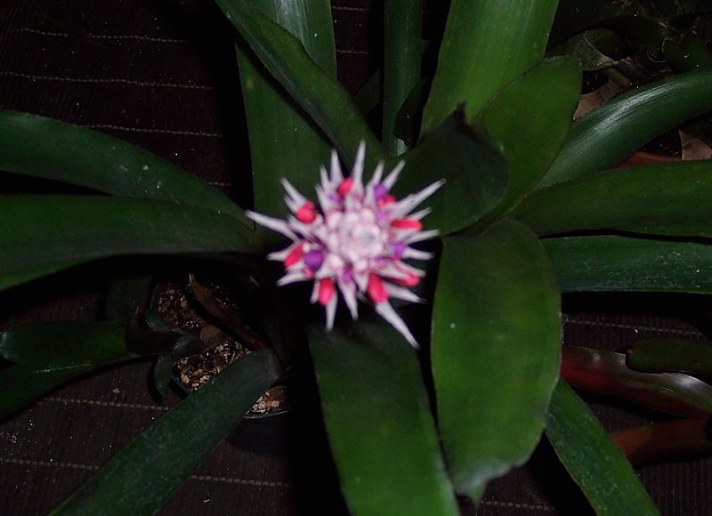 File:Aechmea dealbata.jpg