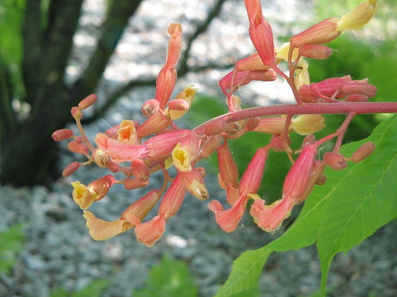 File:Aesculus flava02.jpg