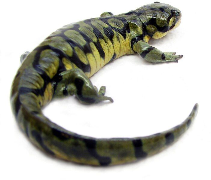 File:Ambystoma mavortium1.jpg