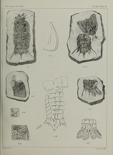 File:Anthrapalaemon parki.jpg