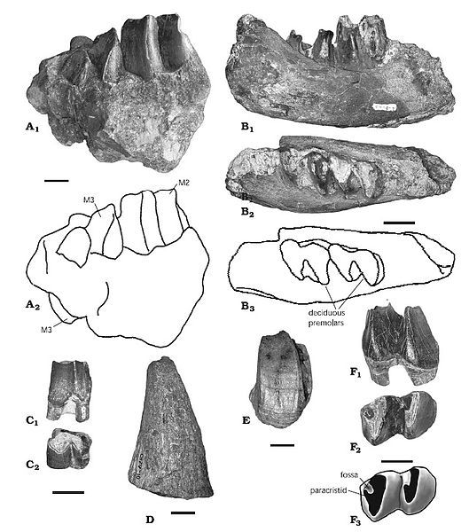 File:Arsinoitherium giganteum.jpg