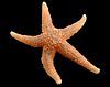 Common starfish