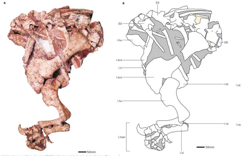 File:Barrett-etal-2019-fig14-Massospondylus.png