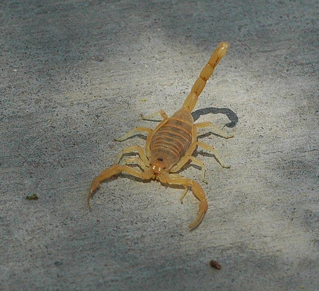 File:Bbasgen-scorpion-front.jpg