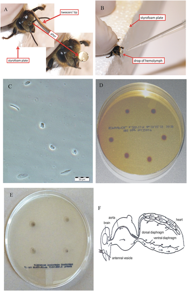 File:Bee hemolymph collection.png