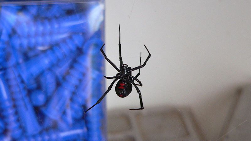 File:Black widow spider.jpg