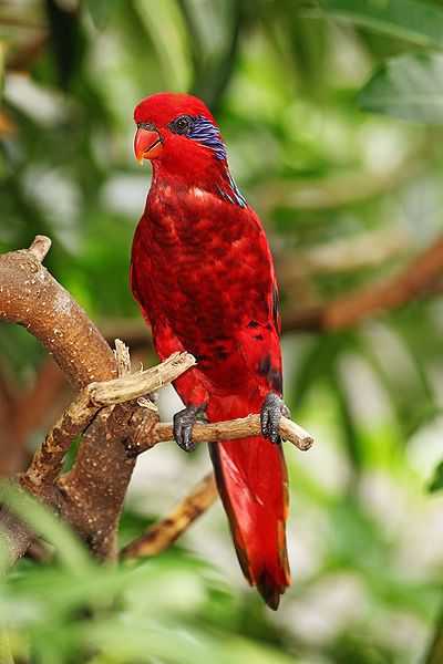 File:Blue-streaked-lory-Eos-reticulata.jpg