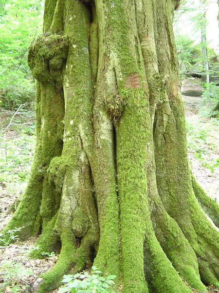 File:Buche Monte Cimino.JPG