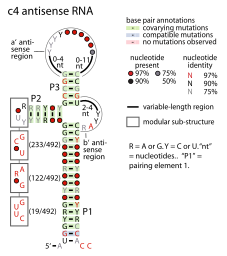 File:C4-antisense-RNA.svg