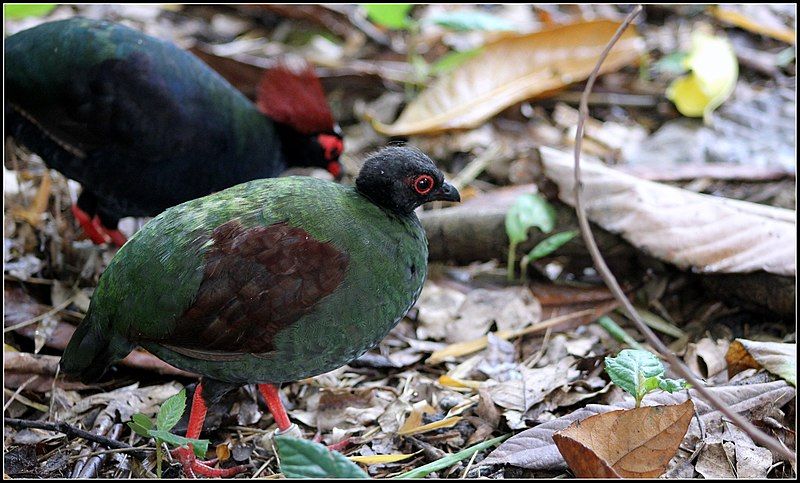 File:CRESTED WOOD-PARTRIDGE (7181284331).jpg