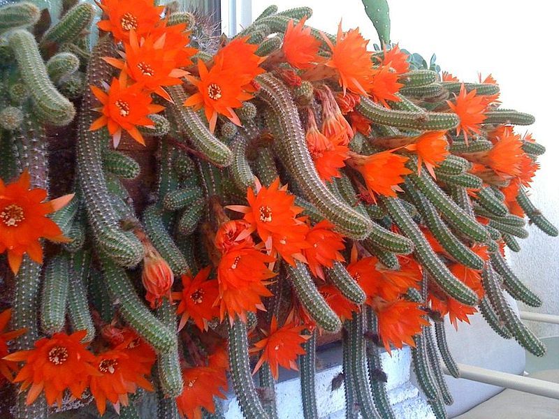 File:Cactus Flower Orange.jpg