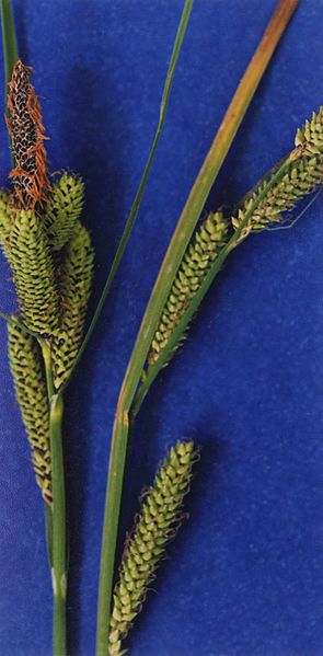 File:Carex lenticularis NRCS-2.jpg