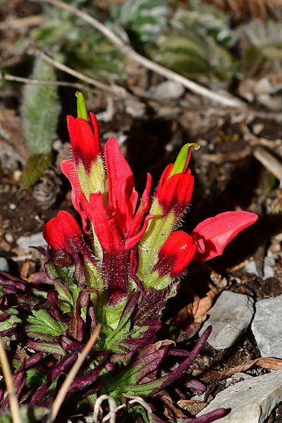 File:Castilleja bella 5.jpg