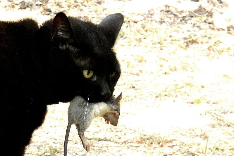 File:Cat with mouse.jpg