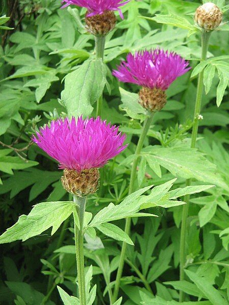 File:Centaurea dealbata002.jpg