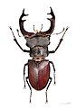 Lucanus cervus