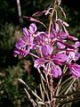 Chamaenerion angustifolium close-up