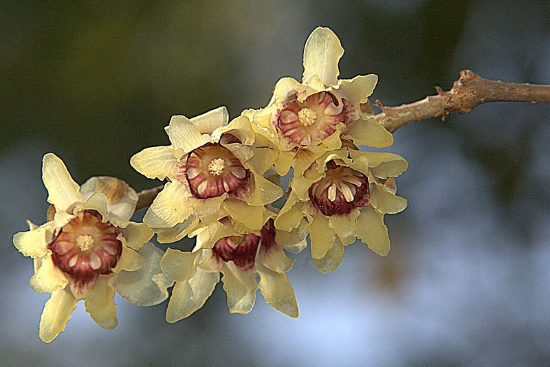 File:Chimonanthus praecox (18248235374).jpg