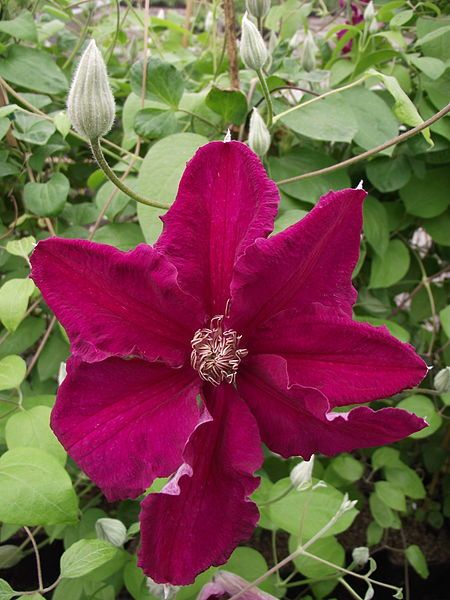 File:Clematis Ernest Markham.JPG