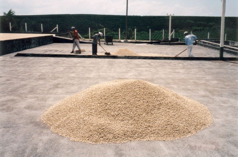 File:Coffee Drying.jpg