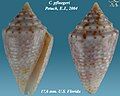 Conasprella pfluegeri (Petuch, 2003)