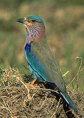 Photo of olive-winged bird with sky-blue head/vest.