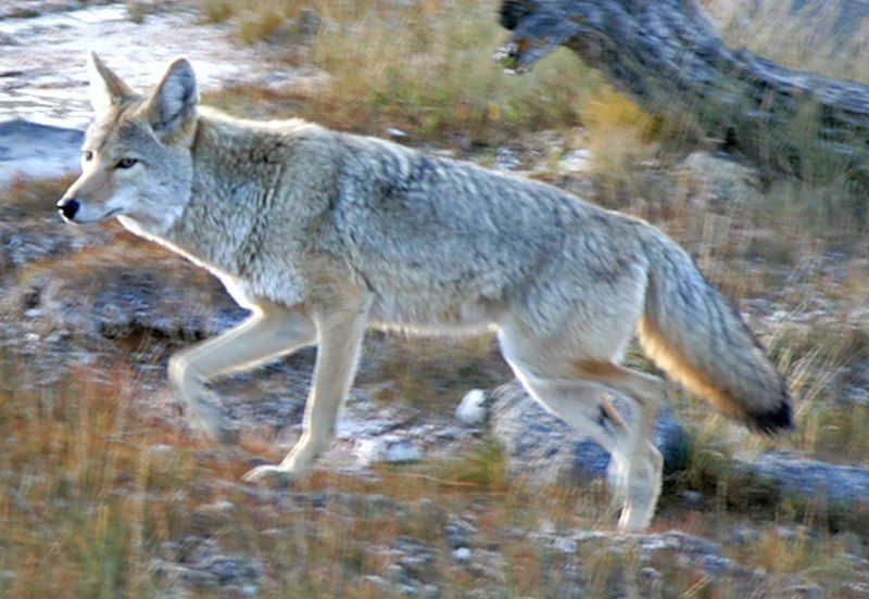 File:Coyote Yellowstone (cropped).jpg